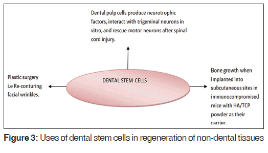 annals-medical-health-dental-stem-cells