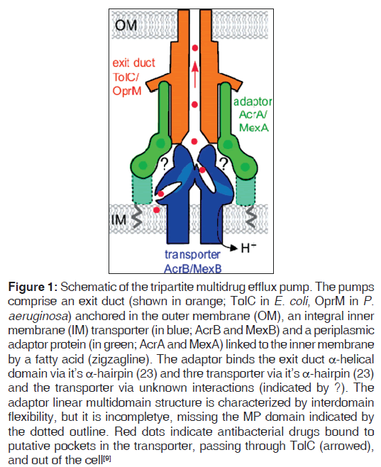 annals-medical-health-sciences-Schematic-tripartite-multidrug-efflux-pump