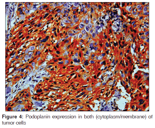 annals-medical-health-sciences-cytoplasm-membrane