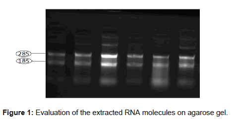 annals-medical-health-sciences-molecules