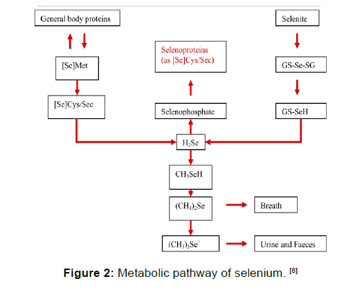 annals-medical-health-sciences-selenium